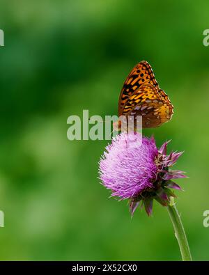 Great Spangled Fritillary (Argynnis cybele) auf der Musk Thistle (Carduus nutans), Patuxent NWR, MD, USA Stockfoto