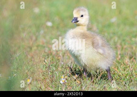 Gosling im Lakeside Country Park, Eastleigh, Hampshire Stockfoto