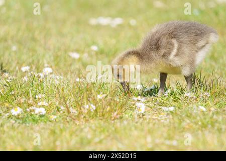 Gosling im Lakeside Country Park, Eastleigh, Hampshire Stockfoto