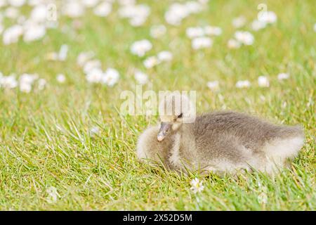 Gosling im Lakeside Country Park, Eastleigh, Hampshire Stockfoto