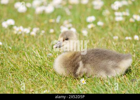 Gosling im Lakeside Country Park, Eastleigh, Hampshire Stockfoto