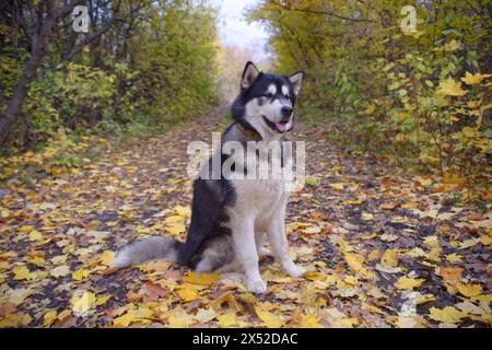 Alaska Malamute im Herbstwald Stockfoto