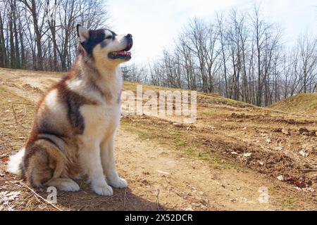 Alaska Malamute im Frühlingswald Stockfoto