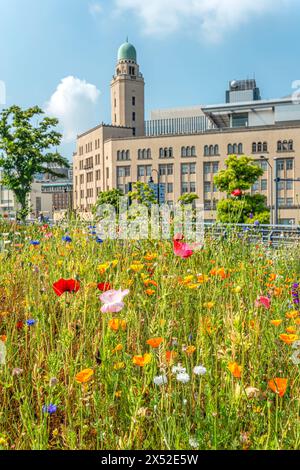 Yokohama Customs Museum von der Zou No Hana Terrace in Kanagawa, Japan, mit Frühlingsblume im Vordergrund Stockfoto