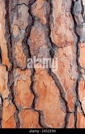 Texturhintergrund für Kiefer (Pinus pinea). Stockfoto