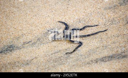 Ophiothrix fragilis (gemeiner brüchiger Stern, behaarter brüchiger Stern, Asteria cuvieri, Ophiocoma minuta). Dieses Tier ist sehr unterschiedlich in der Färbung Stockfoto