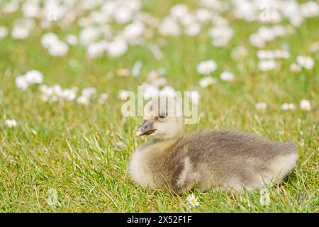 Gosling im Lakeside Country Park, Eastleigh, Hampshire Stockfoto