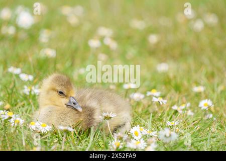 Gosling im Lakeside Country Park, Eastleigh, Hampshire Stockfoto