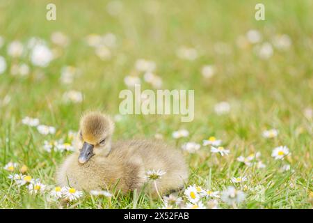Gosling im Lakeside Country Park, Eastleigh, Hampshire Stockfoto