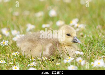Gosling im Lakeside Country Park, Eastleigh, Hampshire Stockfoto