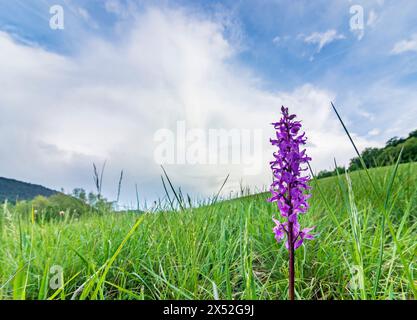 Alland: Orchis mascula, die frühviolette Orchidee, Weide nahe dem Weiler Glashütten im Wienerwald, Wienerwald, Niederösterreich, Stockfoto