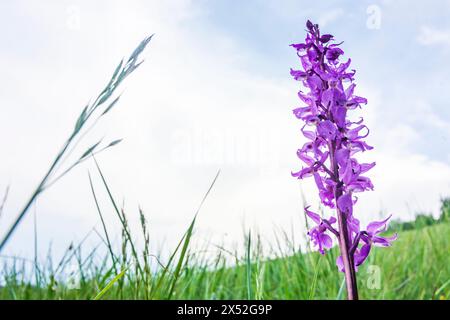 Alland: Orchis mascula, die frühviolette Orchidee, Weide nahe dem Weiler Glashütten im Wienerwald, Wienerwald, Niederösterreich, Stockfoto