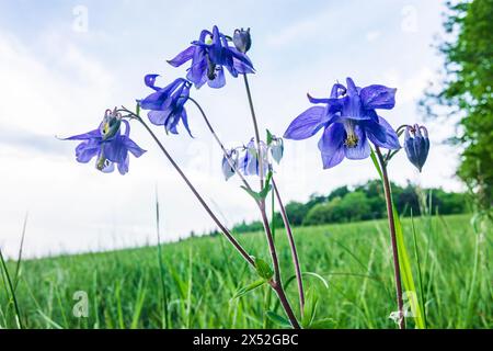 Alland: Aquilegia vulgaris (Gemeine Akelei) ist eine in Europa heimische Art der kolumbine mit häufigen Namen wie: European columbine, Common colu Stockfoto