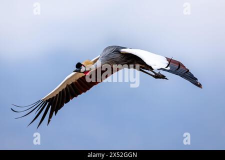 Grauer Kronenkran im Flug Stockfoto