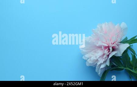 Schöne rosa Pfingstrose in voller Blüte Nahaufnahme auf blauem Hintergrund. Kopierbereich. Stockfoto