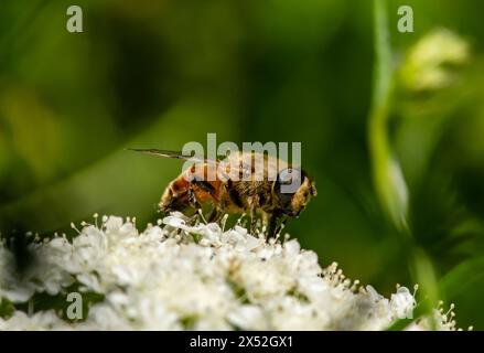 Wilde Honigbiene, Biene sammelt Pollen auf weißen Blüten im Frühling Stockfoto