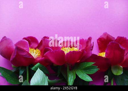 Schöne rote Pfingstrosen in voller Blüte Nahaufnahme auf rotem Hintergrund. Kopierbereich. Stockfoto