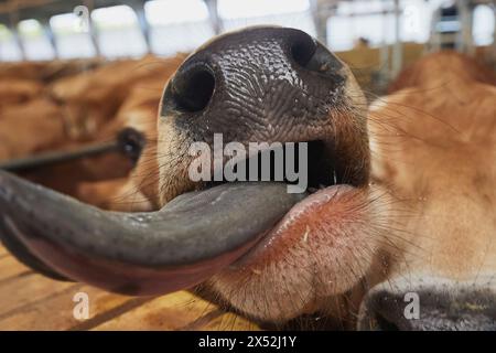 Süße neugierige Jersey-Kuh auf einer Farm in Dänemark Stockfoto