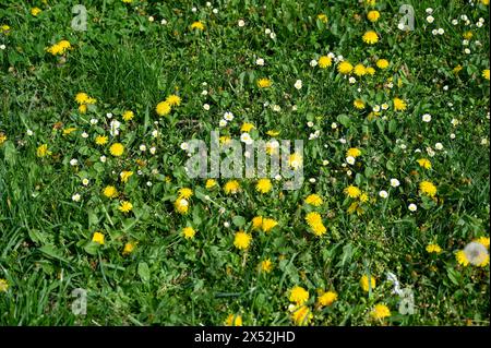 Eine Wiese voller Blumen im Frühling. Gras und Blumen wachsen im Park. Gelbe und weiße Blüten in der Natur. Löwenzahn und Gänseblümchen. Stockfoto