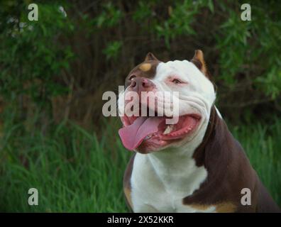 Amerikanischer Tyrann weiblich Stockfoto