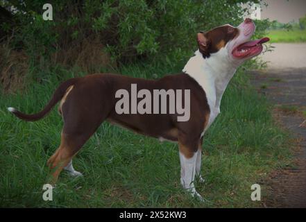 Amerikanischer Tyrann weiblich Stockfoto