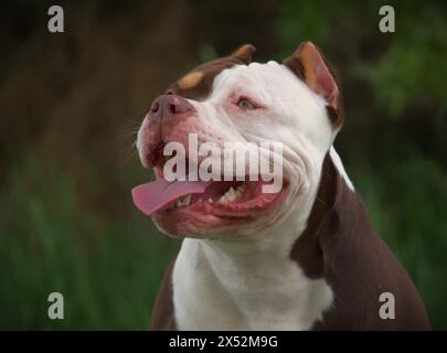 Amerikanischer Tyrann weiblich Stockfoto