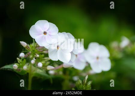 Weißer Phlox mit einem Hauch von rosa Röte auf weißen Blüten Stockfoto