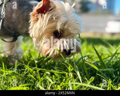 Kleiner lustiger brauner Hund Yorkshire Terrier Rasse Maulkorb Nahaufnahme. Hündchen an der Leine schnüffeln an grünem Gras auf einem Rasen in einem Park an sonnigen Sommertagen. Niedliches Haustier Stockfoto