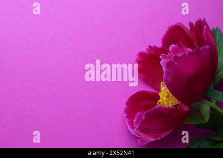 Schöne rote Pfingstrose in voller Blüte Nahaufnahme auf rosa Hintergrund. Kopierbereich. Stockfoto