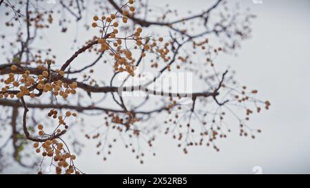 Nahaufnahme von melia azedarach Chinaberry Beeren und Zweigen vor einem unscharfen Himmel in murcia, spanien Stockfoto