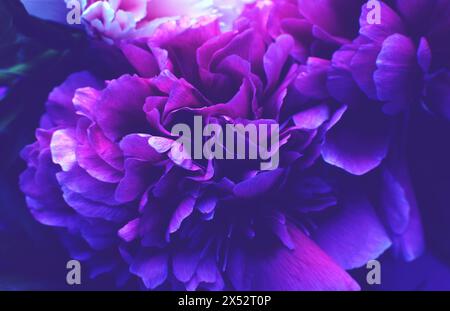 Schöner floraler Hintergrund mit lila Pfingstrosen Nahaufnahme Stockfoto