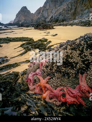 Tidepool, Seastars, Muscheln, Kehoe Beach, Burton Wilderness, Point Reyes National Seashore, Marin County, Kalifornien Stockfoto