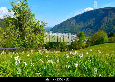 Blick auf die Stadt Jesenice und Mežakla oben vom Karavanke-Gebirge mit den Narzissen des Dichters auf einer Wiese in Gorenjska, Slowenien Stockfoto
