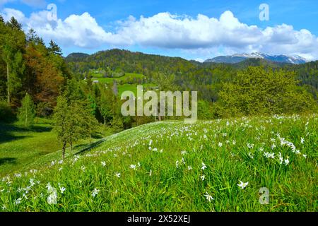 Wiese mit Narzissen des weißen Dichters bei Plavški Rovt in Karavanke in Gorenjska, Slowenien Stockfoto