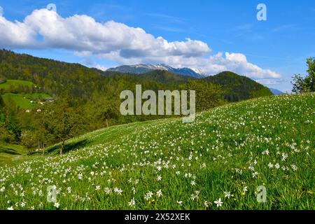 Feld mit weißen blühenden Narzissen-Blüten des Dichters mit Gipfeln im Karavanke-Berg in Gorenjska, Slowenien Stockfoto