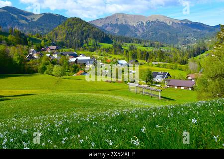 Feld mit weißen blühenden Narzissen des Dichters in Karavanke in Slowenien und Plavški Rovt Dorf Stockfoto