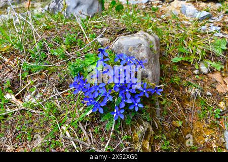 Blauer Frühlingsenzian (Gentiana verna) Blüten Stockfoto