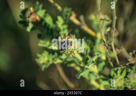 Detalles en macro con bichos Stockfoto