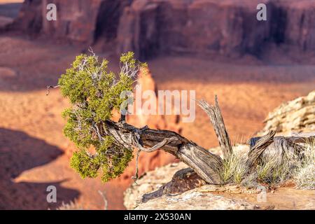 Malerischer Blick auf die prächtigen Buttes im Monument Valley an einem hellen, lebhaften Frühlingstag. Stockfoto