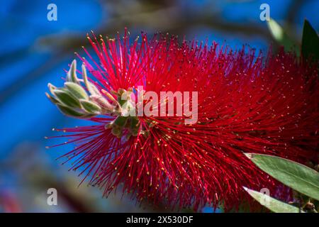 flores y detalles macro de Plants Stockfoto