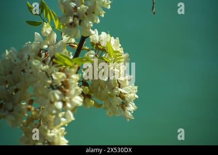 flores y detalles macro de Plants Stockfoto