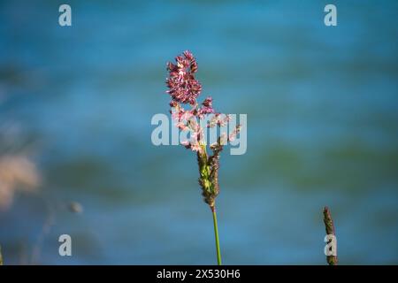 flores y detalles macro de Plants Stockfoto