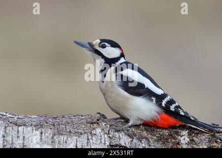 Großspecht (Dendrocopos Major) auf dem Stamm einer gefallenen Birke sitzend, Tiere, Vögel, Spechte, Wilnsdorf, Nord Stockfoto