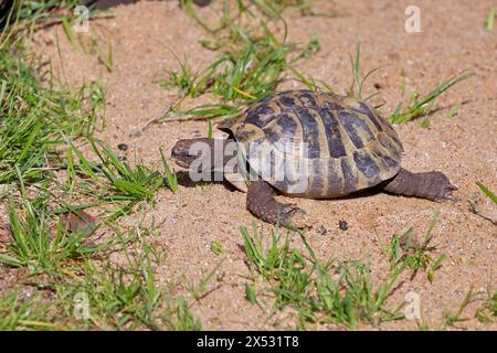 Hermann-Schildkröte (testudo hermanni), Wandern auf weichem Boden, in Gefangenschaft, Rheinland-Pfalz, Deutschland Stockfoto