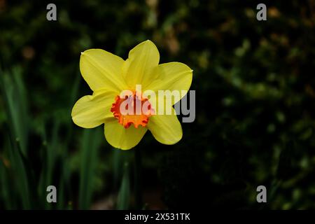 Gelb-orange Narzissen (Narzissen), Einzelblüte im Garten, Wilnsdorf, Nordrhein-Westfalen, Deutschland Stockfoto