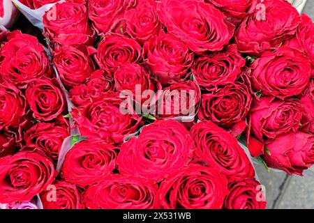 Viele rote Rosenköpfe (rosa) nah beieinander, festlich und bunt, Blumenverkauf, Hauptbahnhof, Hamburg, Hansestadt Hamburg, Deutschland Stockfoto