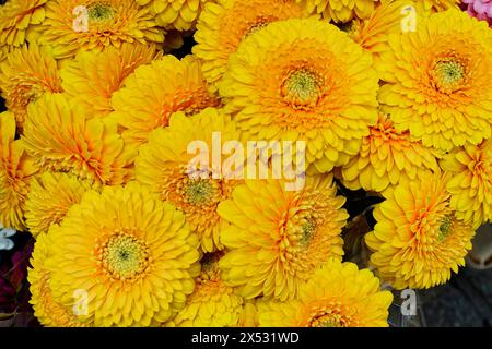 Makroaufnahme von hellgelben Gerber Gänseblümchen Blumen, (Gerber Gänseblümchen) Blumenverkauf, Hauptbahnhof, Hamburg, Hansestadt Hamburg, Deutschland Stockfoto