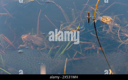 Zwei Paare gemeine Kröten (Bufo bufo), männliche, weibliche Tiere, die sich im Klappgriff paaren (Amplexus axillaris), die während der Paarungszeit in einem Teich schwimmen Stockfoto