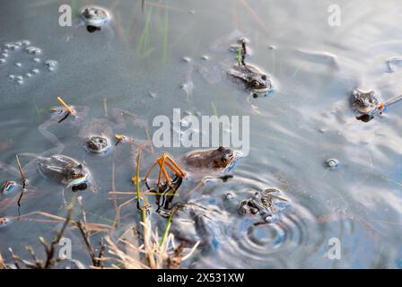 Gemeiner Frosch (Rana temporaria), Amphibie des Jahres 2018, mehrere Frösche schwimmen in einem Teich mit frischen Laichbällen während der Paarungszeit Stockfoto