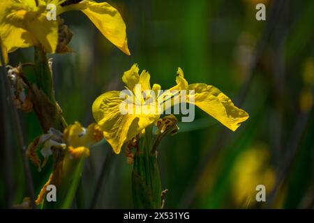 flores y detalles macro de Plants Stockfoto